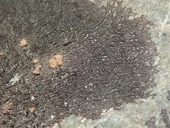 Placopsis perrugosa