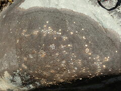Placopsis perrugosa