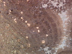 Placopsis perrugosa