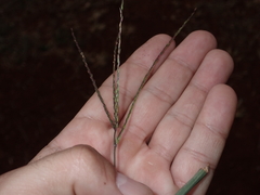 Digitaria nuda