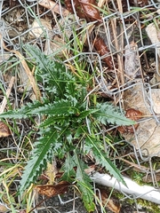 Cirsium arisanense