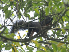 Callosciurus erythraeus