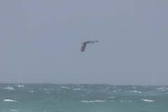 Phalacrocorax punctatus punctatus