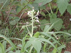 Cleome gynandra