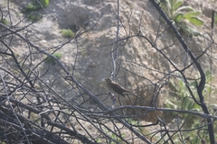 Turdus philomelos clarkei