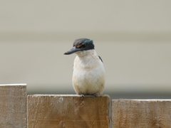 Todiramphus sanctus vagans