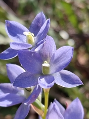 Thelymitra media
