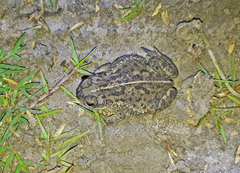 Rhinella dorbignyi