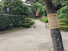 Corvus macrorhynchos japonensis