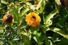 Tagetes patula