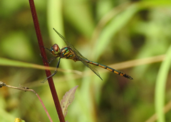 Hemicordulia continentalis