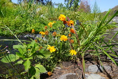 Tagetes patula