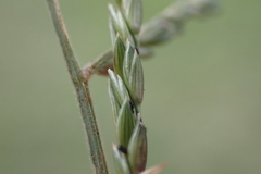 Urochloa glumaris