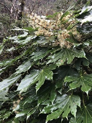 Fatsia polycarpa