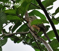 Campylorhynchus zonatus