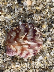 Argopecten ventricosus