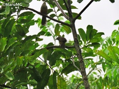 Campylorhynchus zonatus