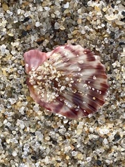 Argopecten ventricosus