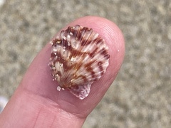 Argopecten ventricosus