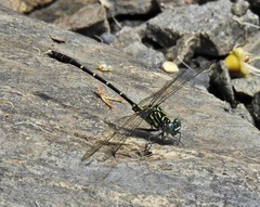 Hemigomphus theischingeri