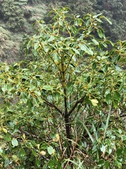Trochodendron aralioides