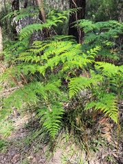 Pteridium esculentum