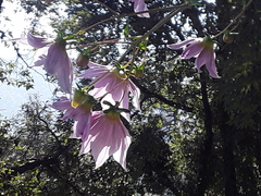 Dahlia imperialis