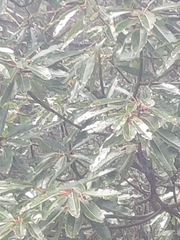 Daphniphyllum himalaense