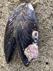 Megabalanus californicus