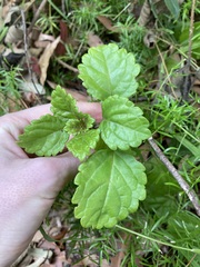 Plectranthus verticillatus
