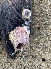 Megabalanus californicus