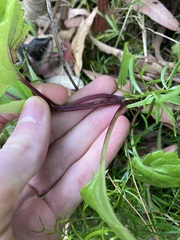Plectranthus verticillatus