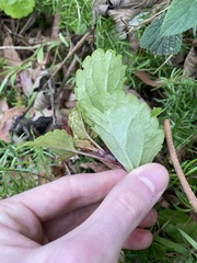 Plectranthus verticillatus