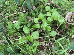Plectranthus verticillatus