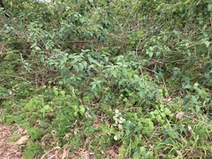 Plectranthus verticillatus