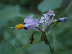 Solanum douglasii