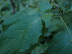 Solanum douglasii