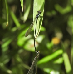 Pseudagrion ignifer