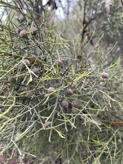 Exocarpos cupressiformis