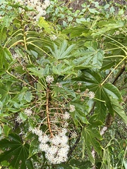 Fatsia polycarpa