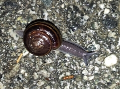 Helminthoglypta sequoicola