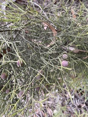 Exocarpos cupressiformis