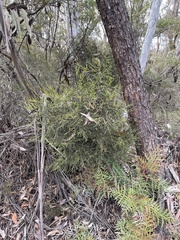 Exocarpos cupressiformis