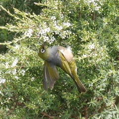 Zosterops lateralis lateralis