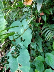 Smilax riparia