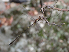 Episynlestes albicaudus