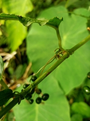 Smilax riparia