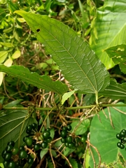 Smilax riparia