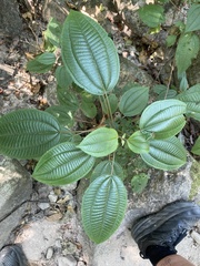 Miconia xalapensis