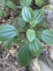 Miconia xalapensis